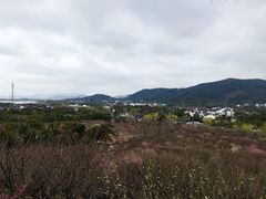 -香雪海