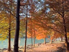 -上海海湾国家森林公园