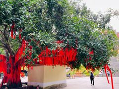 -西双版纳勐泐文化旅游区