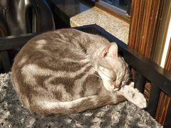 -more than meow吴止猫主题餐厅(承德 中船汇店)