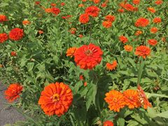 -上海长兴岛郊野公园