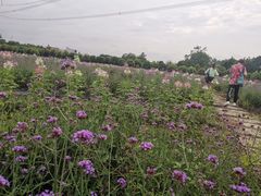 -紫颐香薰山谷景区