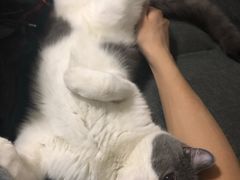 -康乐宝动物医院