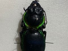 -上海昆虫博物馆