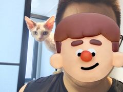 -山宅一喵德文卷毛猫舍