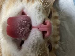 -乐琪宠物医院·犬猫专科·骨外科·急重症