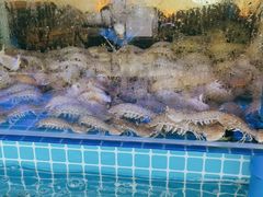 -必点蒸汽海鲜(止锚湾店)