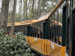 -合肥滨湖国家森林公园