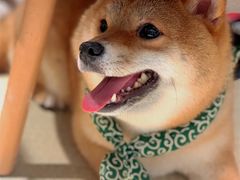 -逗柴咖啡屋·狗咖猫咖宠物桌游