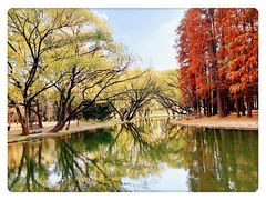 -上海共青森林公园