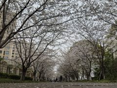 -高东镇樱花园