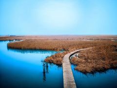 -盐城丹顶鹤湿地生态旅游区