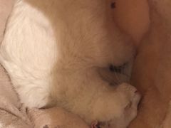 -佩兹宠物医院肿瘤专科·眼科·牙科(黄浦店)