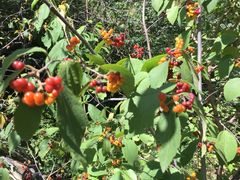 -辛玛王国游乐园