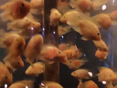 -苏州海洋馆