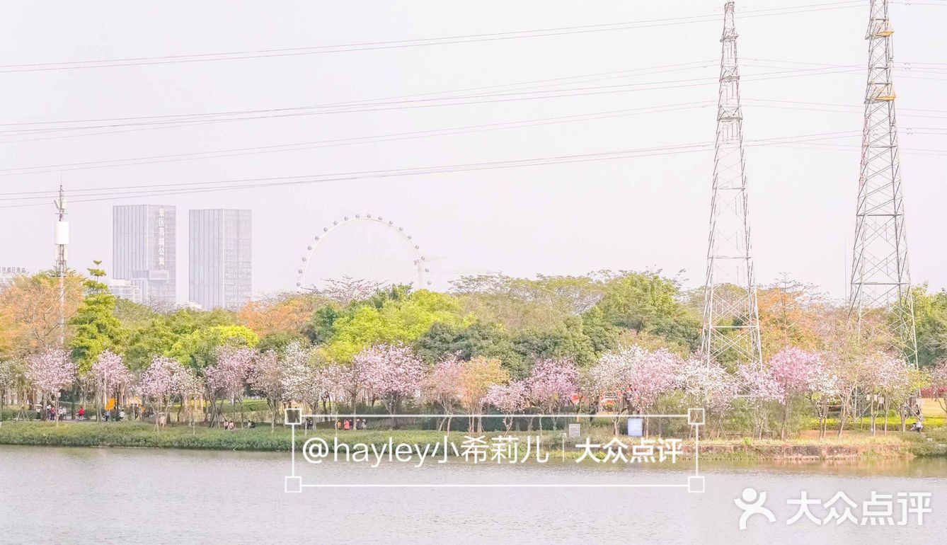 “啡”尝大良 │ 顺峰山公园里飘出浓浓咖啡香 
