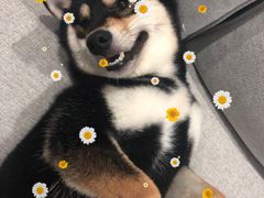 -柴迷FANS CLUB·柴犬狗咖·猫咖