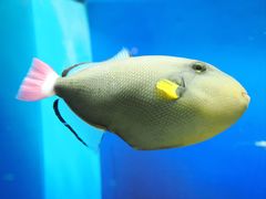 -芜湖新华联大白鲸海洋公园