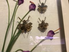 -陕西自然博物馆