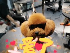 -宠物家(角门东店)