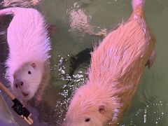 -正佳雨林生态植物园