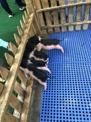 -萌宠亲子动物乐园(槐房万达店)