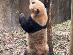 -中国大熊猫保护研究中心雅安碧峰峡基地