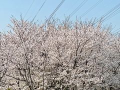 -外高桥保税区南(地铁站)