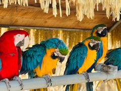 -西霞口神雕山野生动物世界