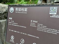 -都江堰中华大熊猫苑