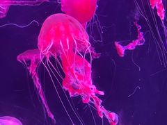 -珠海长隆海洋王国