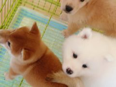 -Let's go狗咖·猫咖·奶狗·桌游(春熙路IFS店)