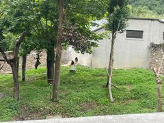 -卧龙中华大熊猫苑神树坪基地
