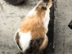 -金瑶池·猪肚鸡·传统冬瓜盅(20年白沙店)