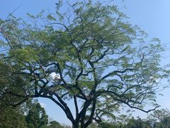 -中国科学院西双版纳热带植物园