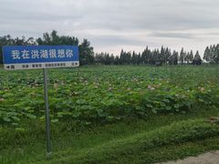 -洪湖生态旅游区