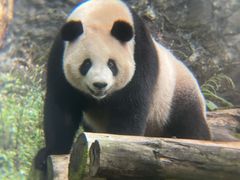 -都江堰中华大熊猫苑
