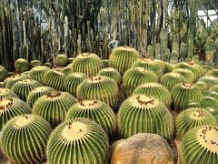 -深圳仙湖植物园