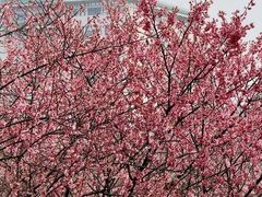 -武汉大学-樱园