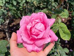 -人民公园(罗湖区)