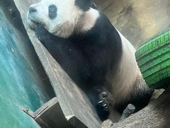 -成都动物园
