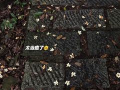 -午潮山国家森林公园