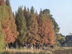 -白鹭湾湿地公园