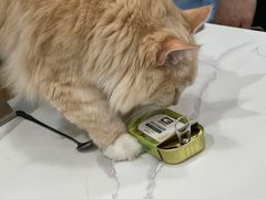 -安格丽娜·狗咖·猫咖羊驼咖(春熙路百盛商场店)