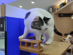 -喵园·猫主题咖啡厅·撸猫·猫咖(国贸店)