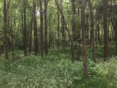 -同里国家湿地公园