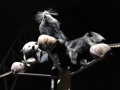 -清迈夜间动物园