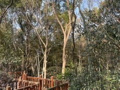 -上海佘山国家森林公园天马山园