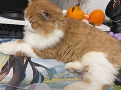 -纳吉亚猫专科动物医院·北北分院