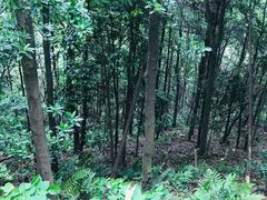 -云碧峰国家森林公园